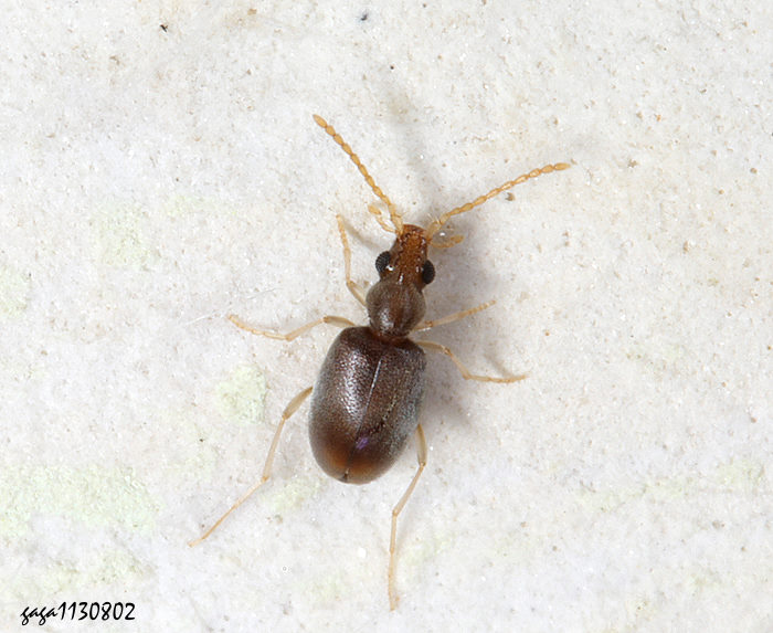 蟻形蟲 Notoxus sp.  