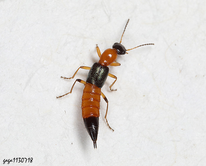 r Paederus  sp.  