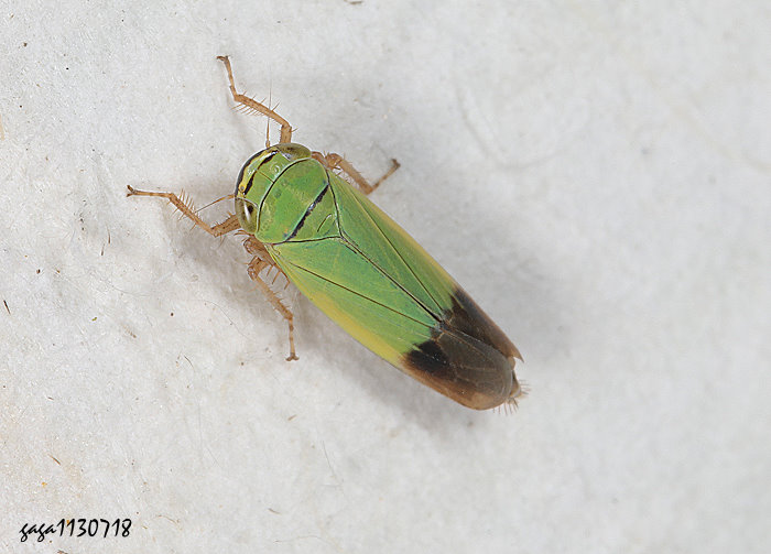 偽黑尾葉蟬 Nephotettix cincticeps