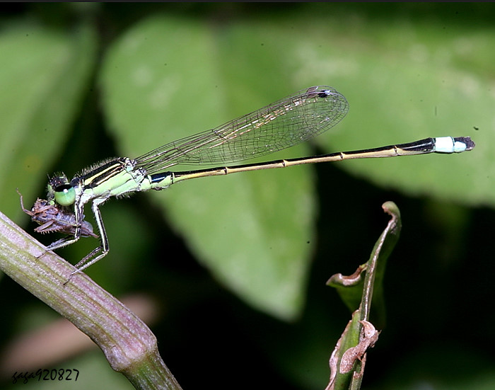 青紋細蟌 Ischnura senegalensis