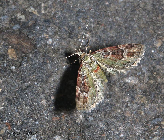 dpiظ Calluga costalis