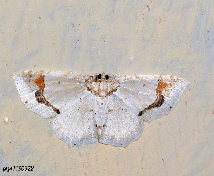 煙斗紋波尺蛾  Asthena undulata 