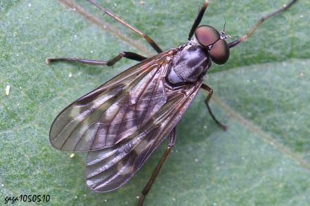  Rhagio mystaceus