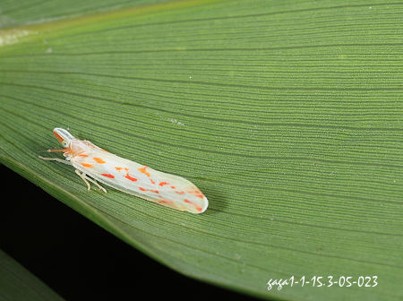 Robigus flexuosus