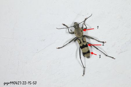Chlorophorus signaticollis