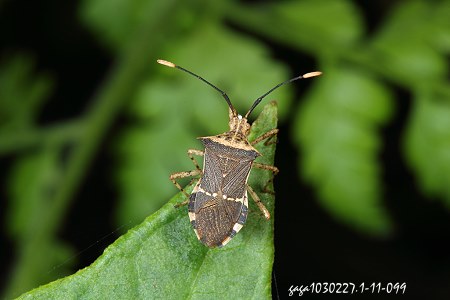 擬棘緣椿象