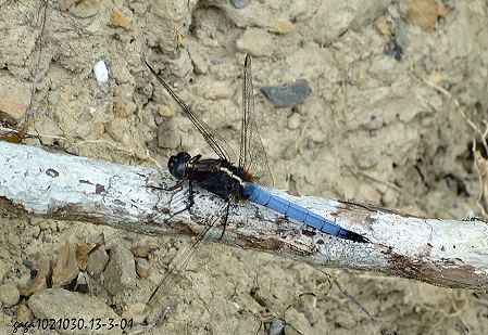 Orthetrum glaucum