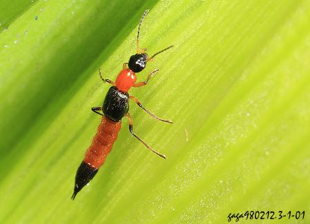 rPaederus sp.