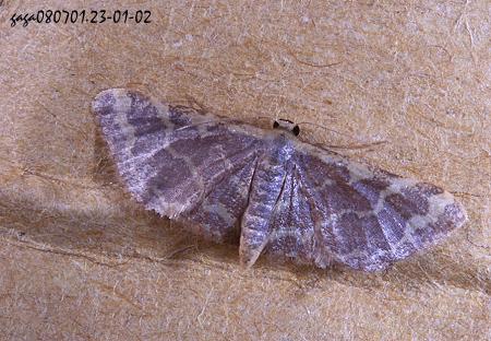 Lophophleps purpurea