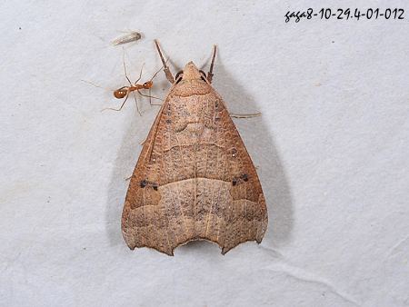Gonitis mesogona 