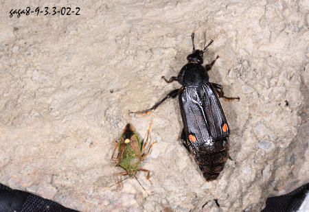 Diamesus bimaculatus 