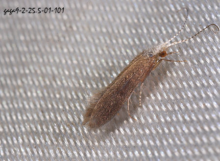 管石蛾屬 Psychomyia sp.