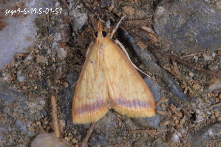 Hyalorista sp.