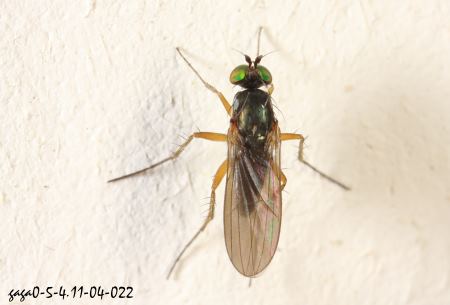 棉長足虻屬 Hercostomus  sp.