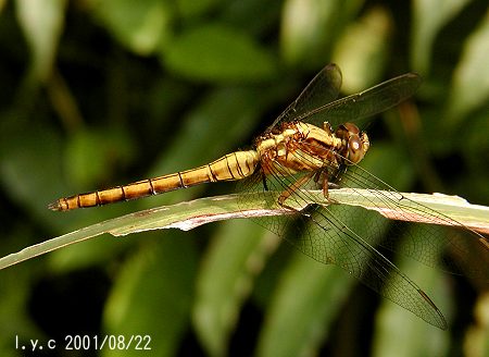  Orthetrum glaucum 
