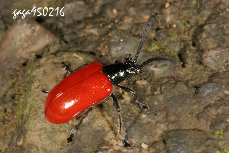 Lilioceris cyaneicollis 