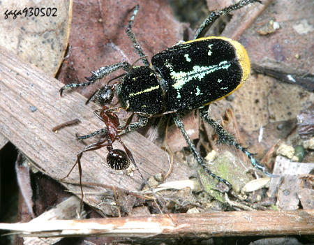 Ectinohoplia yoi 