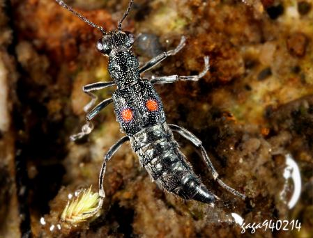 Dianous sp.   
