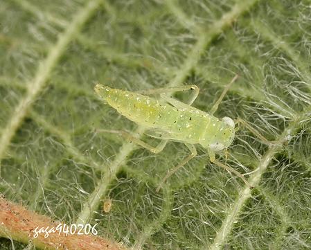 茶小綠葉蟬 Jacobiasca formosana